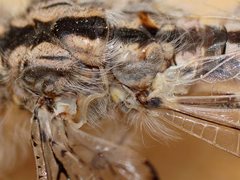 Heoclisis fundata