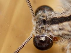 Heoclisis fundata