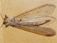Heoclisis fundata