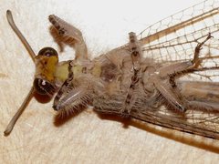 Heoclisis fundata