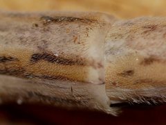 Heoclisis fundata