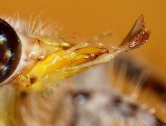 Heoclisis fundata