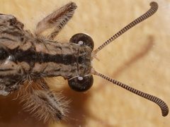 Heoclisis fundata