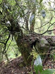 Pittosporum daphniphylloides