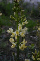 Lupinus angustiflorus