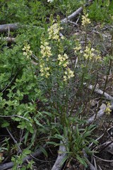 Lupinus angustiflorus