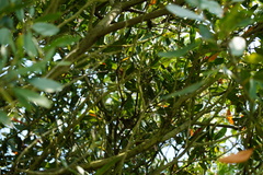 Psaltriparus minimus