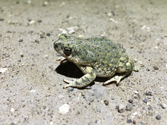 Anaxyrus debilis