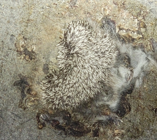 Amur Hedgehog