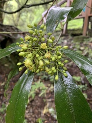 Pittosporum daphniphylloides