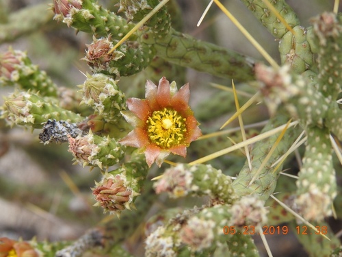Branched Pencil Cholla