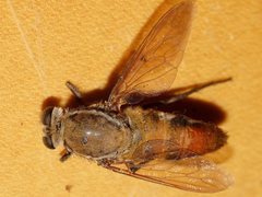 Apiocera maxima