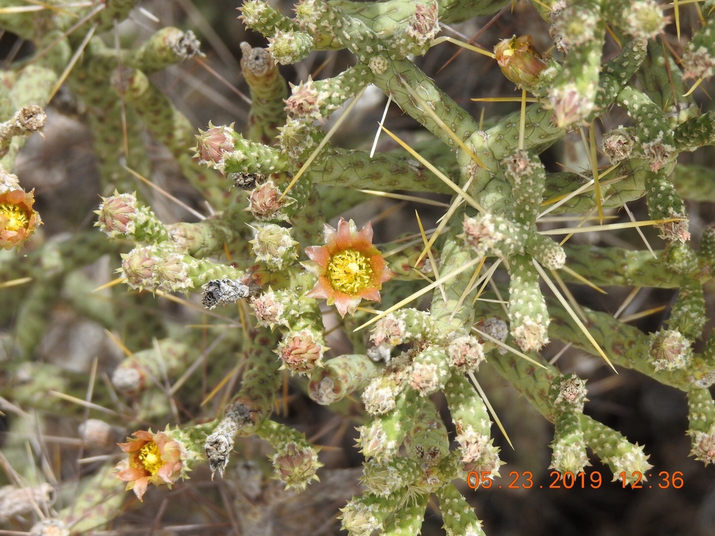 Cylindropuntia ramosissima