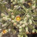 Cylindropuntia ramosissima - Photo (c) larry-heronema, μερικά δικαιώματα διατηρούνται (CC BY-NC)