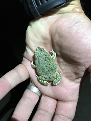 Anaxyrus debilis