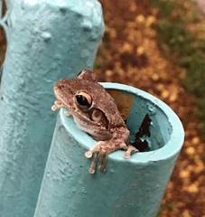 Osteopilus septentrionalis