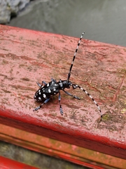 Anoplophora macularia