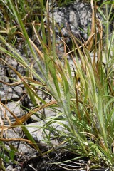 Danthonia unispicata