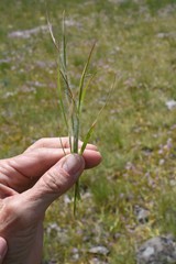 Danthonia unispicata