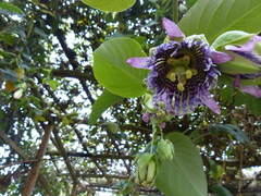 Passiflora ligularis