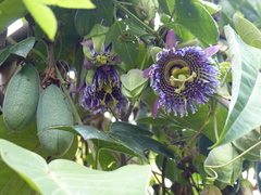 Passiflora ligularis