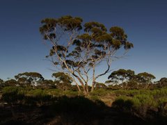 Eucalyptus oleosa