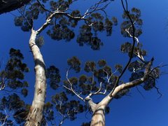 Eucalyptus oleosa