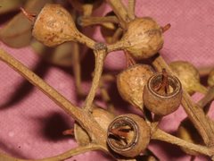 Eucalyptus oleosa