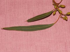 Eucalyptus oleosa