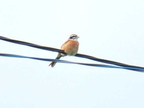 Escribano de Brandt (Emberiza cioides)