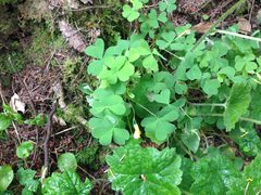 Oxalis suksdorfii