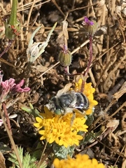 Anthophora curta
