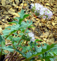 Hydrophyllum occidentale