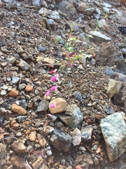 Streptanthus glandulosus hoffmanii