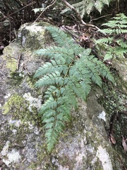 Davallia formosana