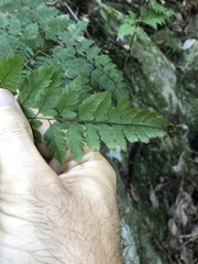 Davallia formosana