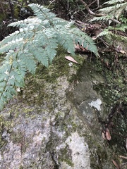 Davallia formosana