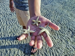 Archaster