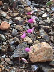 Streptanthus glandulosus hoffmanii