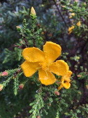 Hypericum goyanesii