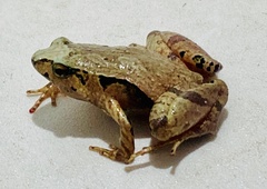 Pine Narrow-Mouth Frog photo 2