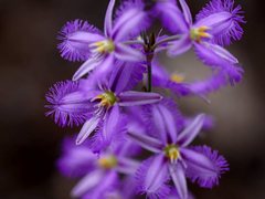 Thysanotus baueri