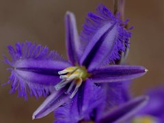 Thysanotus baueri