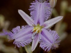Thysanotus baueri