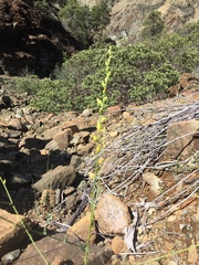 Streptanthus morrisonii morrisonii