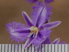 Thysanotus baueri