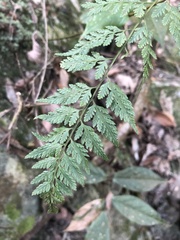 Davallia formosana
