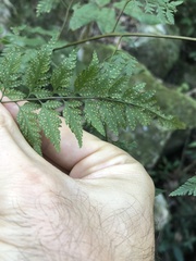 Davallia formosana