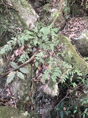Davallia formosana