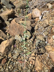 Streptanthus morrisonii morrisonii